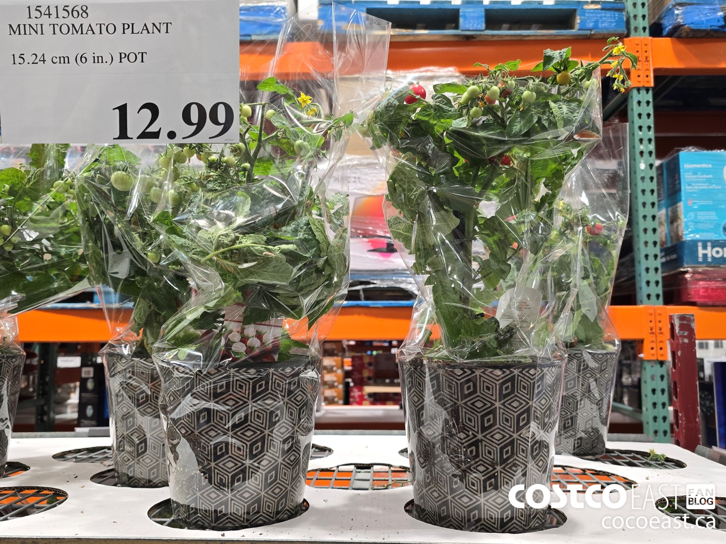 1541568 MINI TOMATO PLANT 15.24 cm (6 in.) POT $12.99