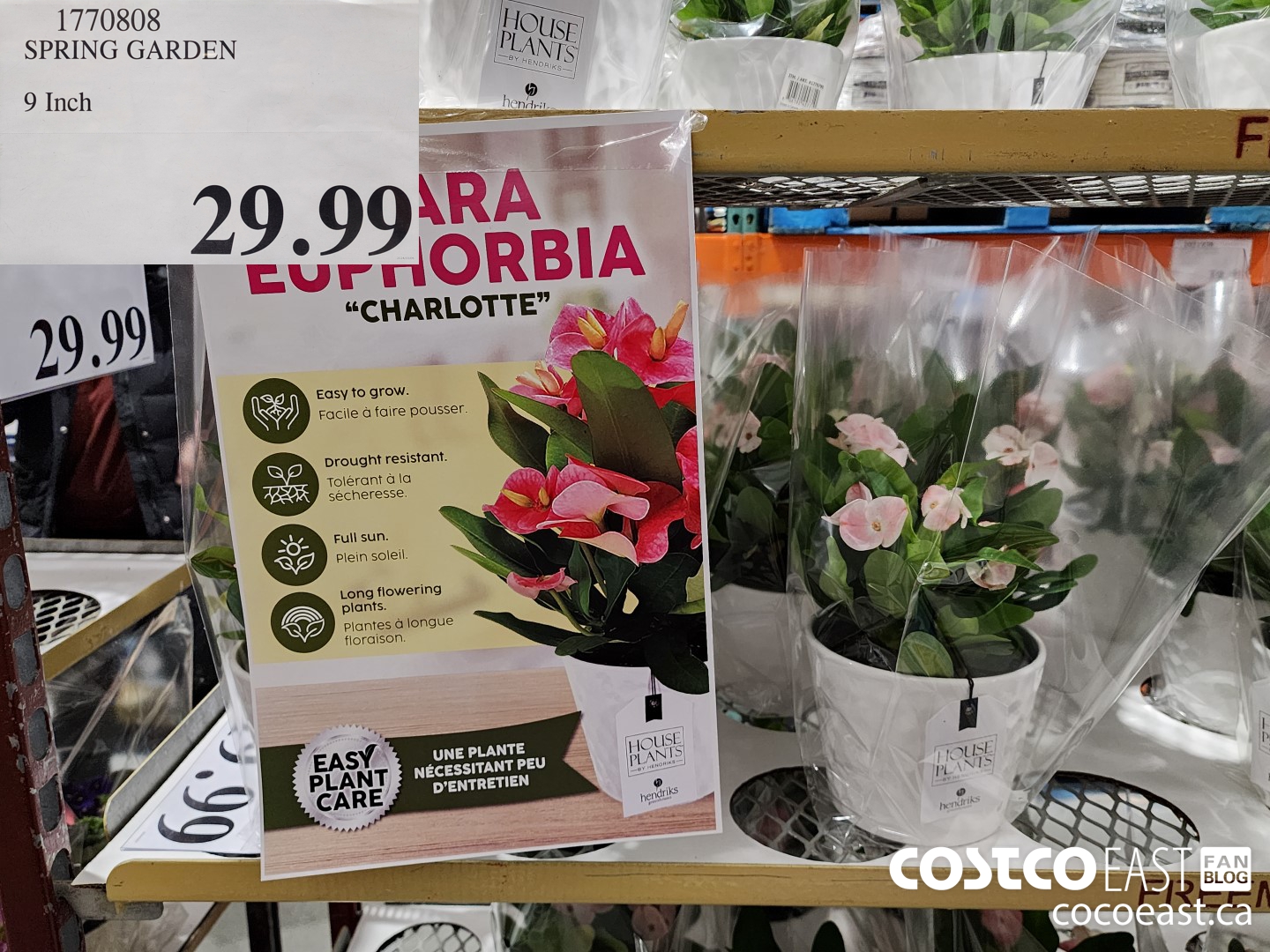 1770808 SPRING GARDEN 9 Inch $29.99