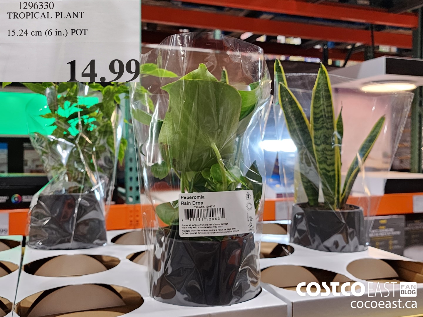 1296330 TROPICAL PLANT 15.24 cm (6 in.) POT $14.99