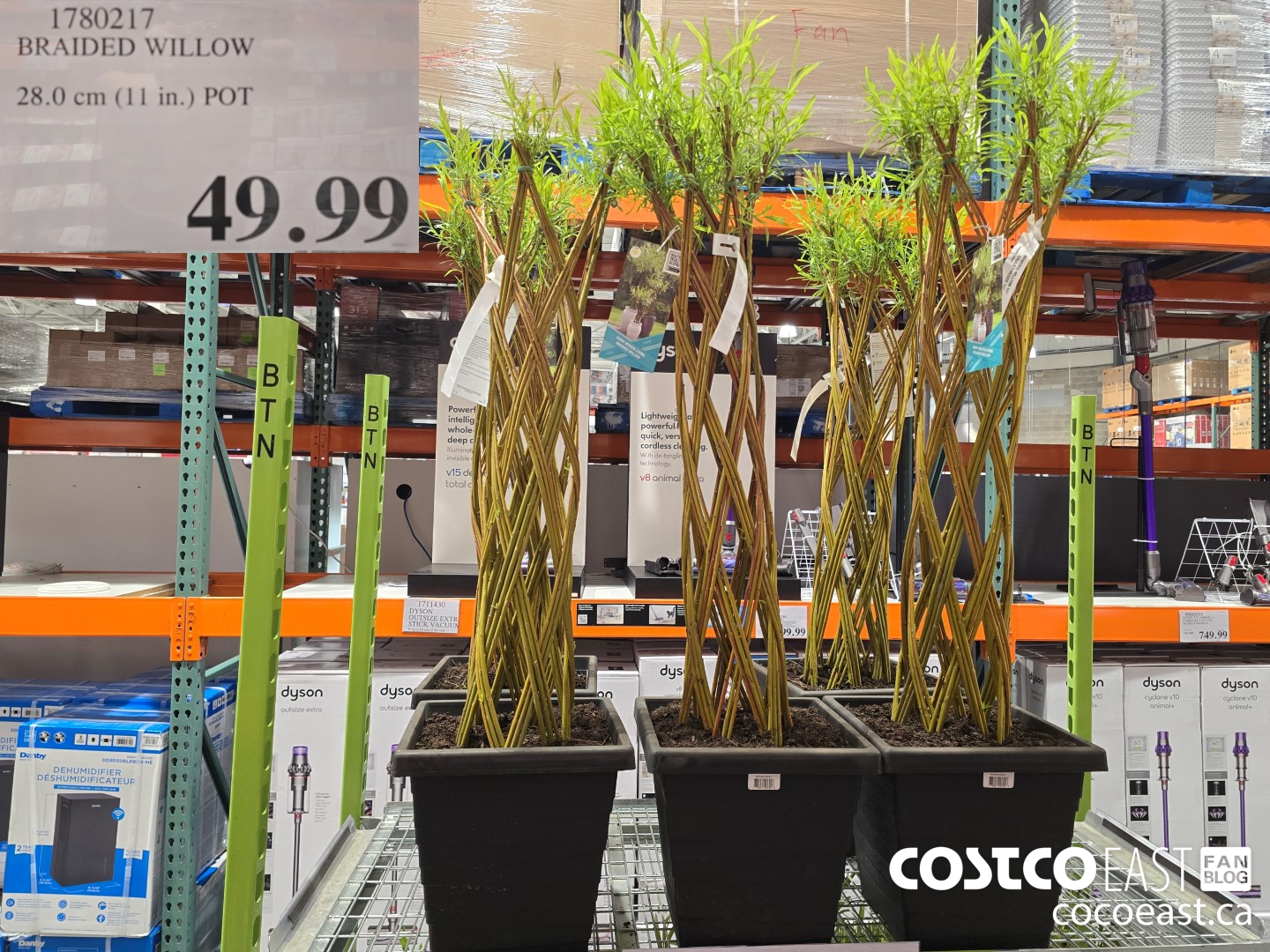 1780217 BRAIDED WILLOW 28.0 cm (11 in.) POT $49.99