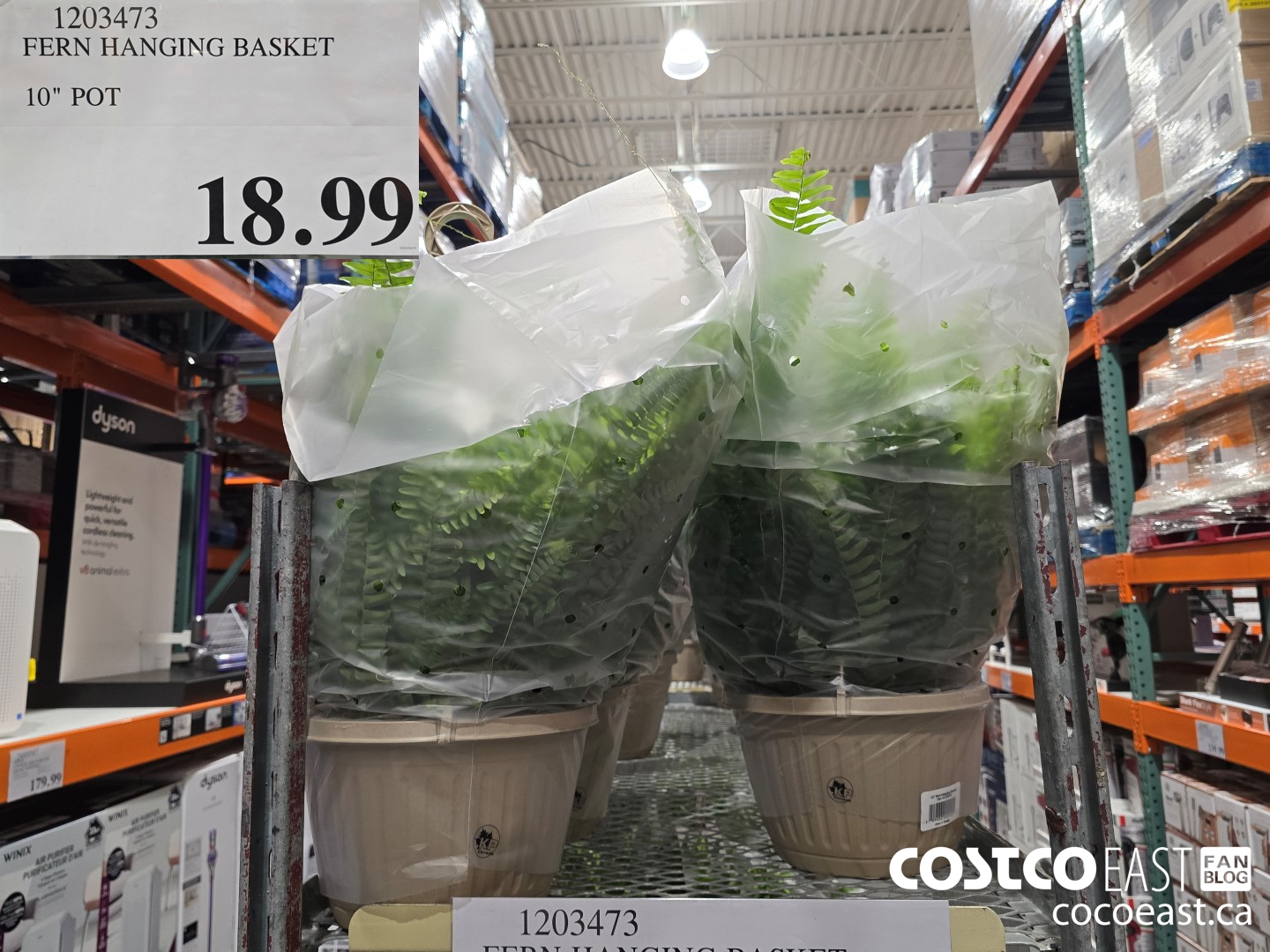 1203473 FERN HANGING BASKET 10