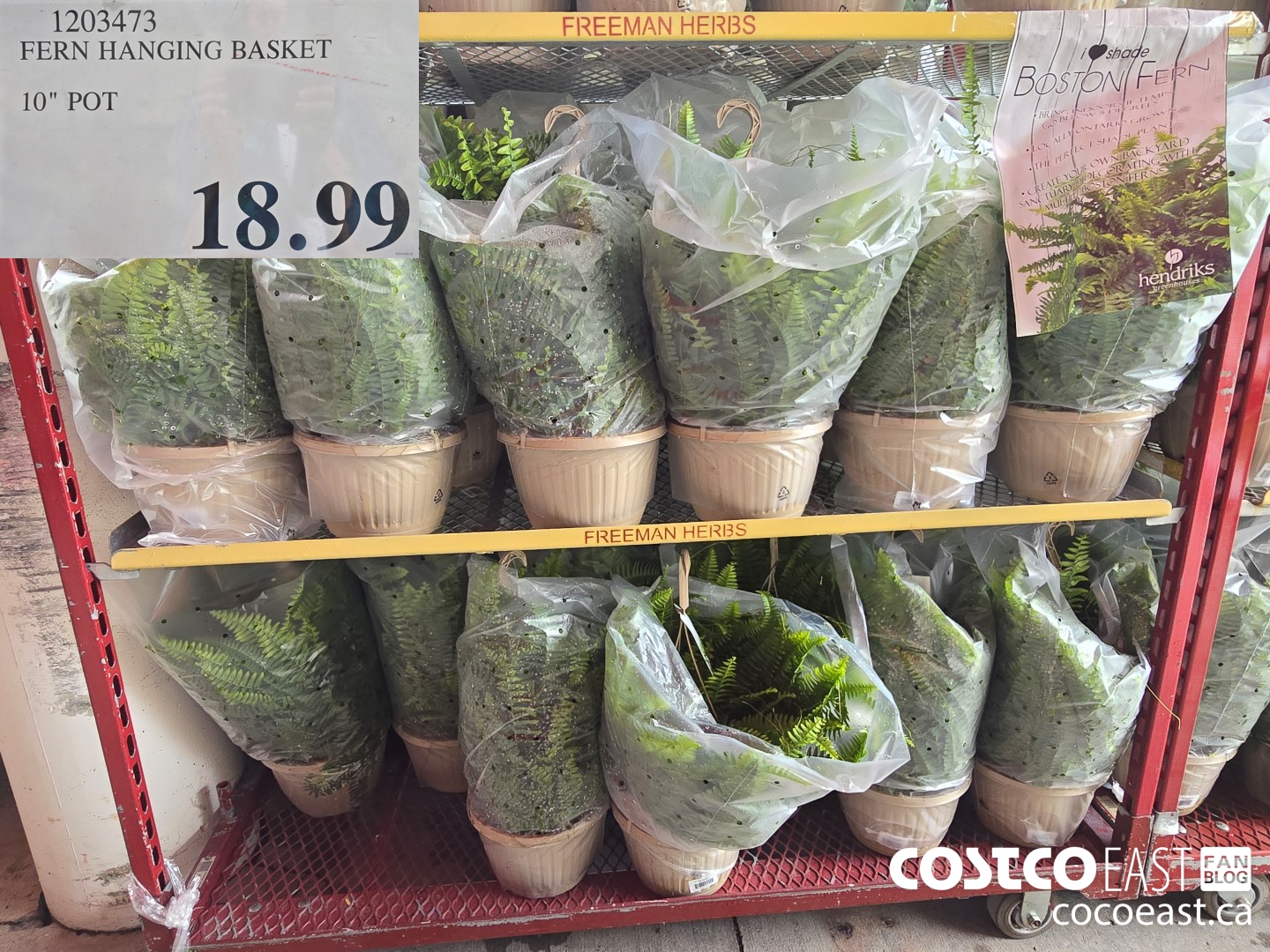 1203473 FERN HANGING BASKET 10