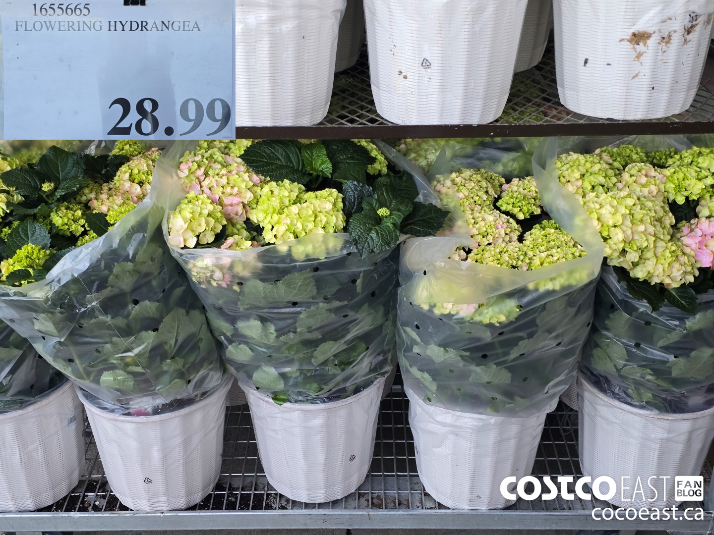 1655665 FLOWERING HYDRANGEA $28.99