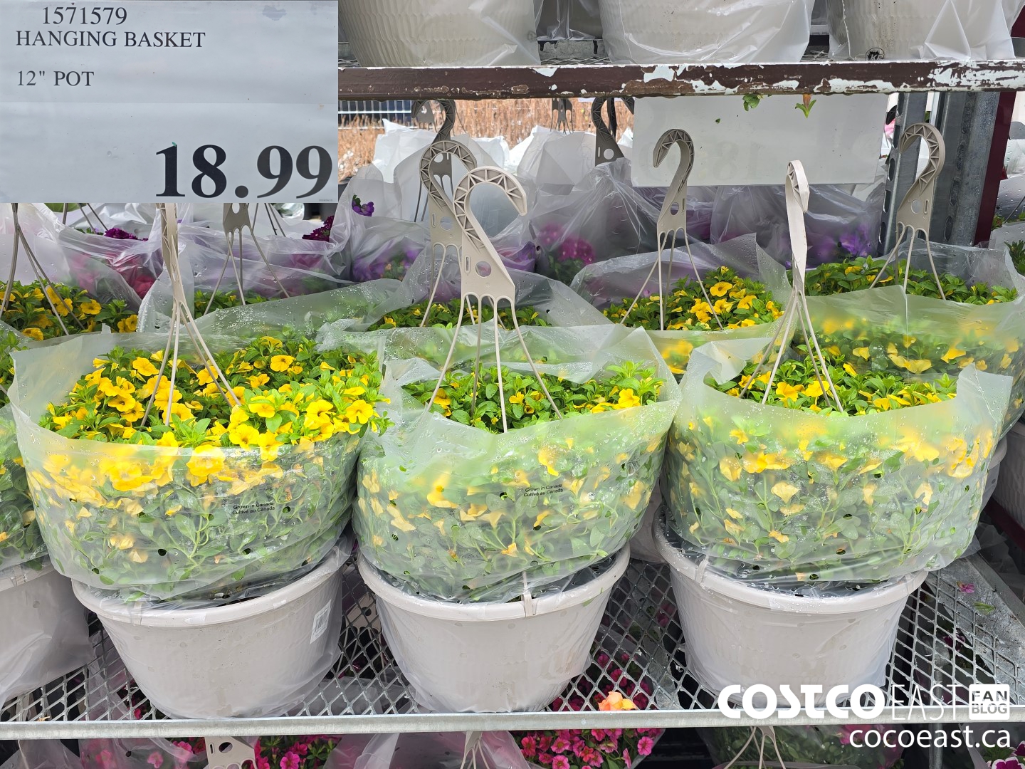 1571579 HANGING BASKET 12