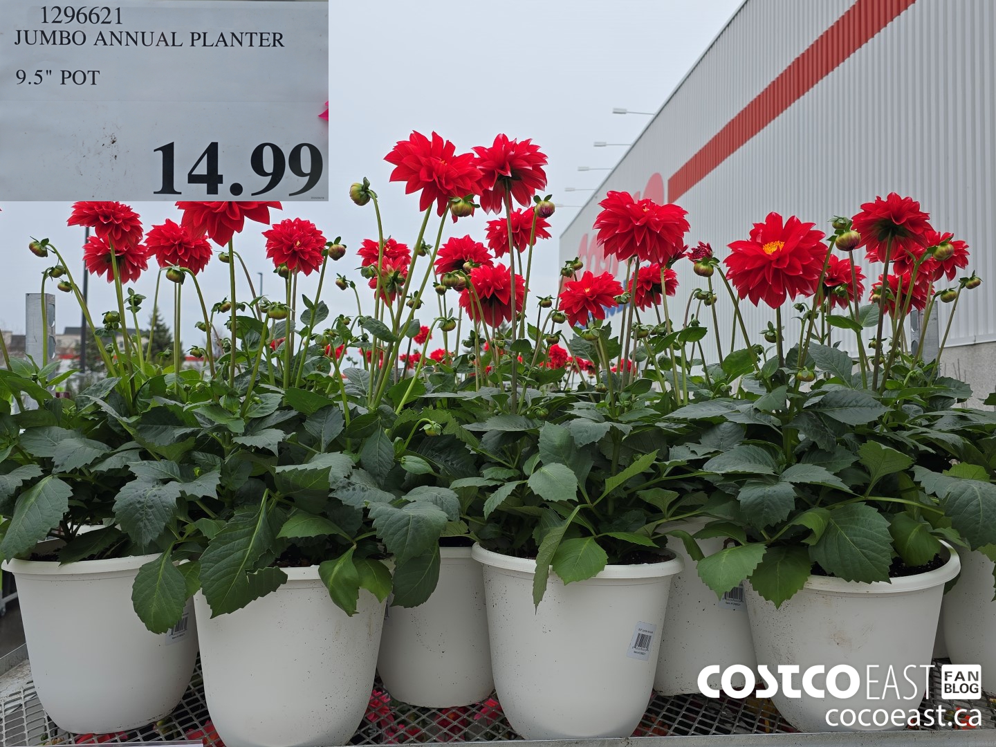 1296621 JUMBO ANNUAL PLANTER 9.5