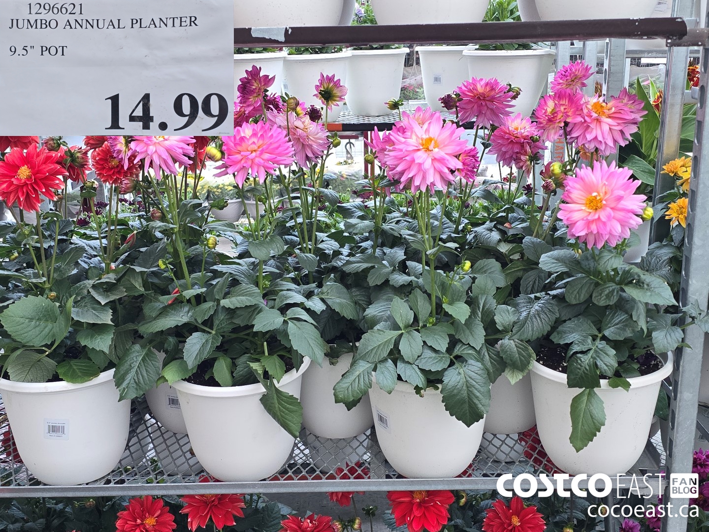 1296621 JUMBO ANNUAL PLANTER 9.5