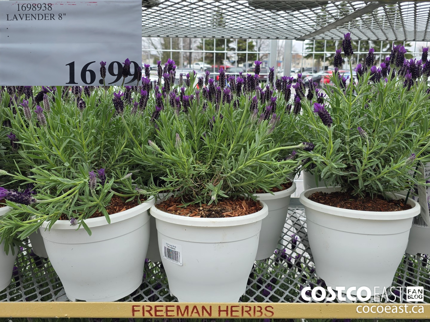 15980382 LAVENDER 8° $16.99