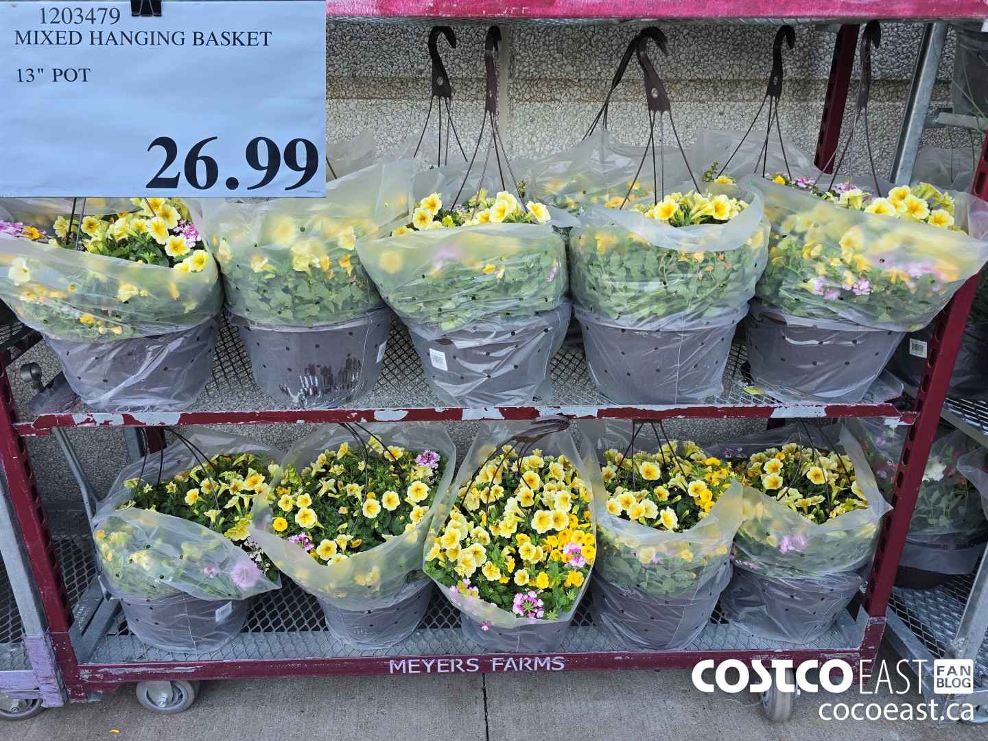 1203479 MIXED HANGING BASKET 13