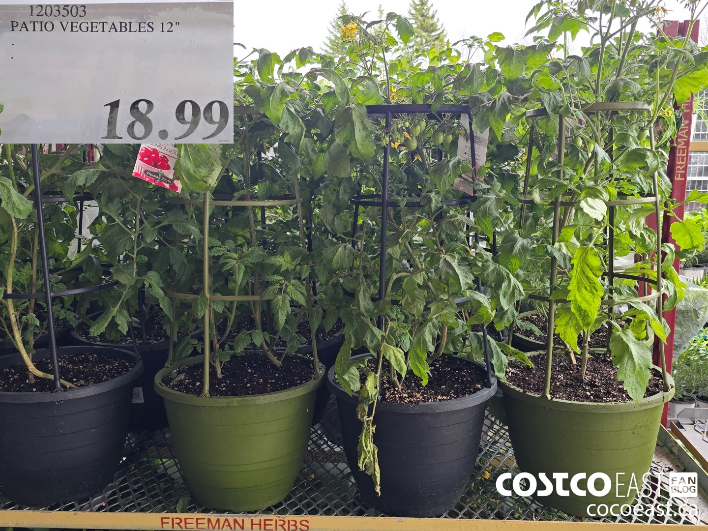 1203503 PATIO VEGETABLES 12