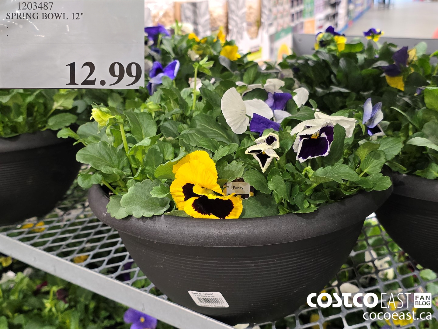 1203487 SPRING BOWL 12