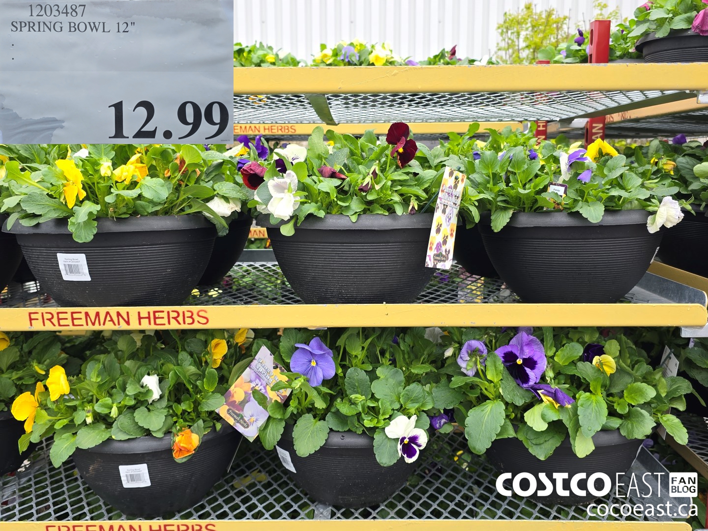 1203487 SPRING BOWL 12