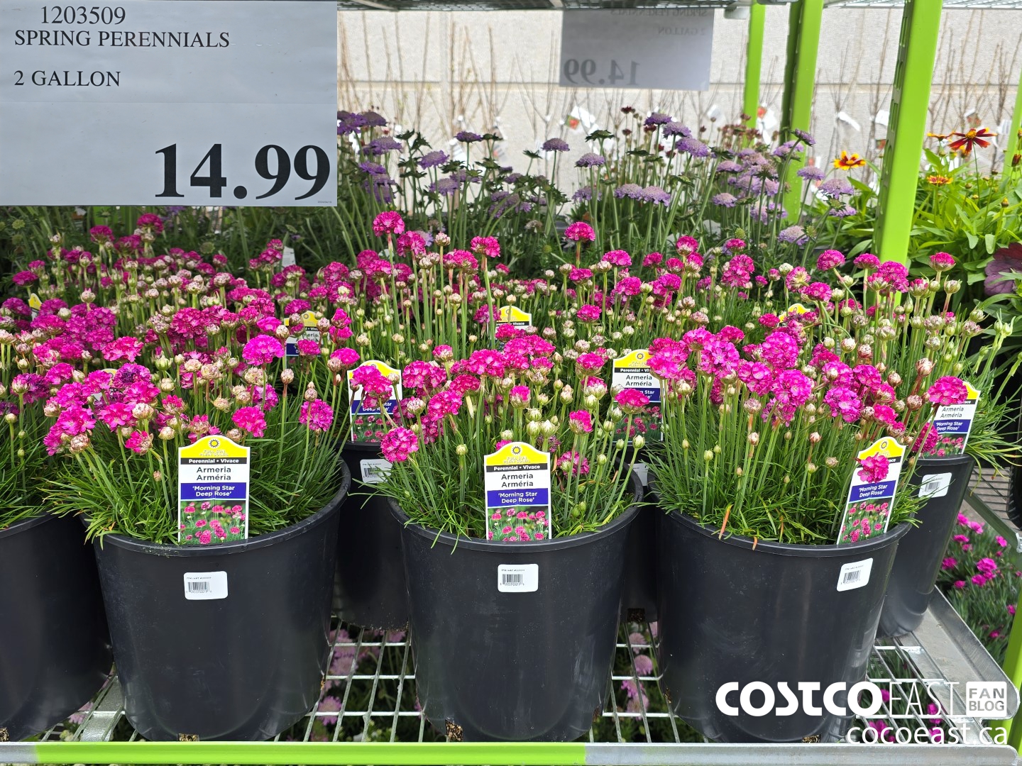 1203509 SPRING PERENNIALS 2 GALLON $14.99