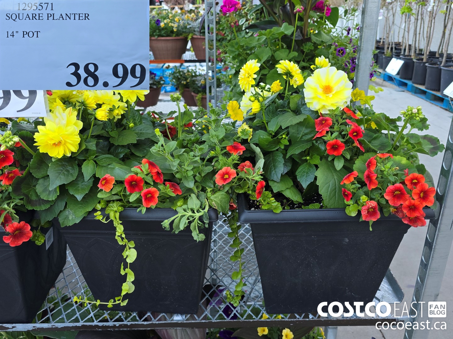 1295571 SQUARE PLANTER 14