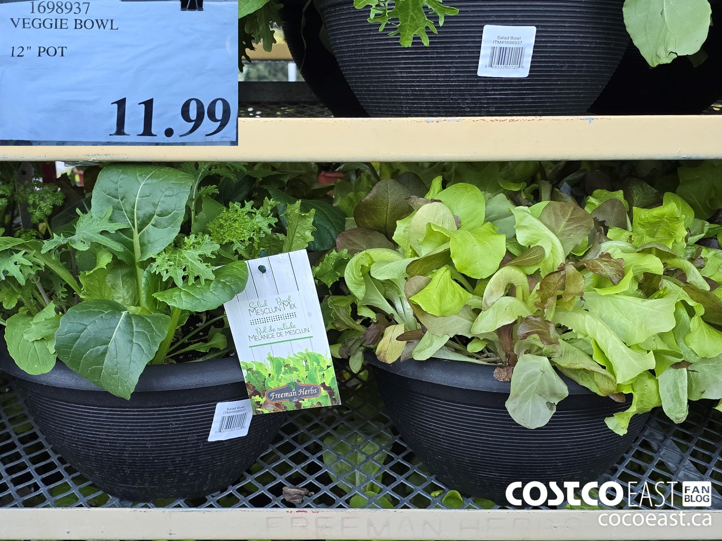 1698937 VEGGIE BOWL 12