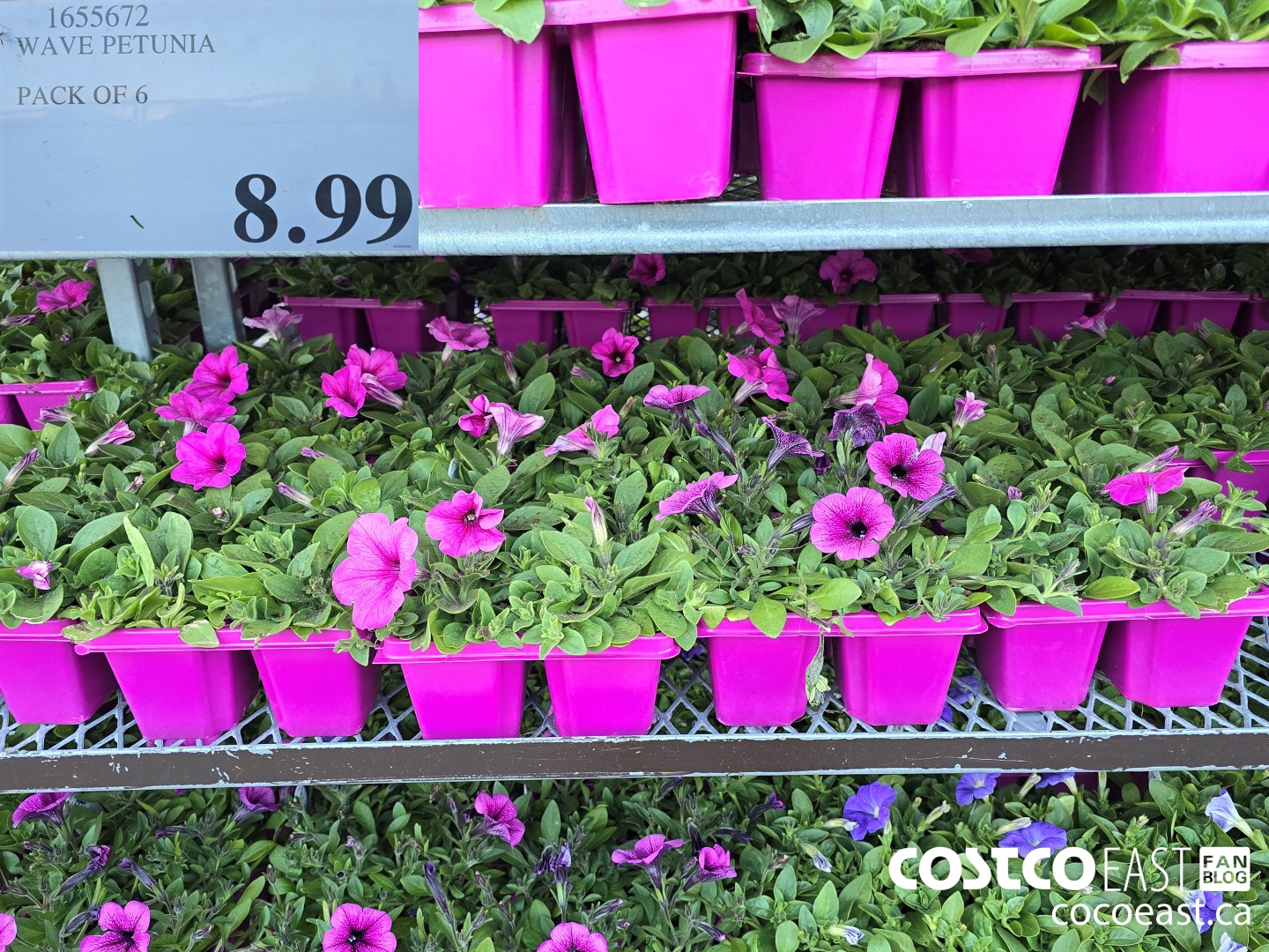 1655672 WAVE PETUNIA PACK OF 6 $8.99