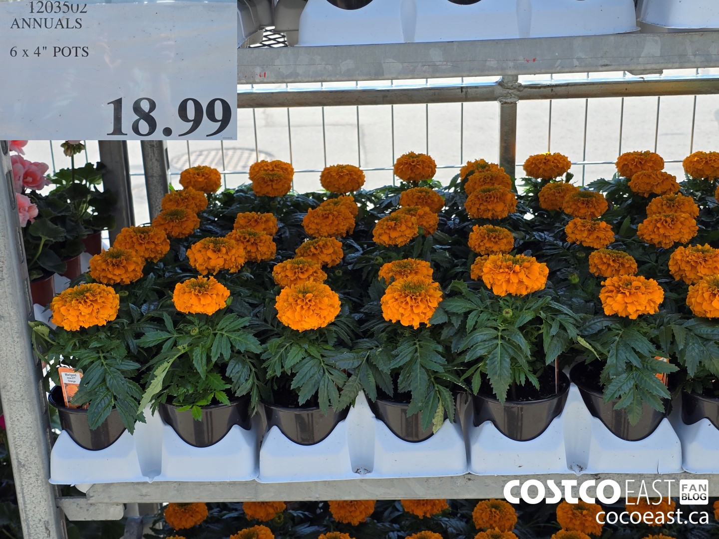 1203502 ANNUALS 6 X 4