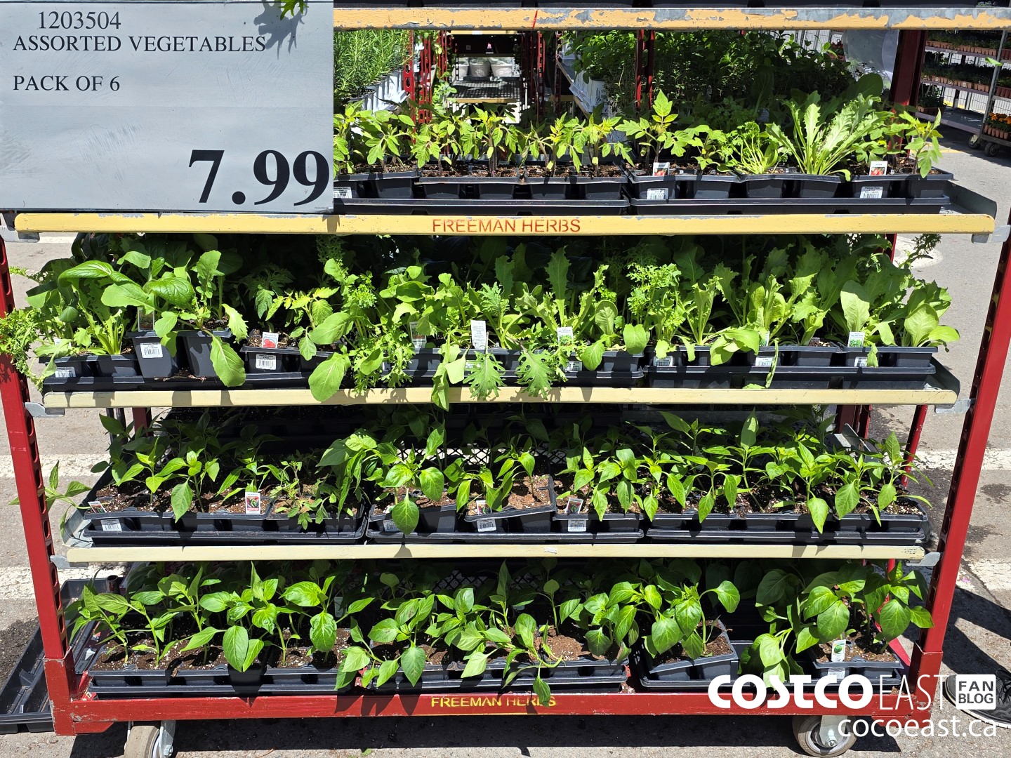 1203504 ASSORTED VEGETABLES PACK OF 6 $7.99