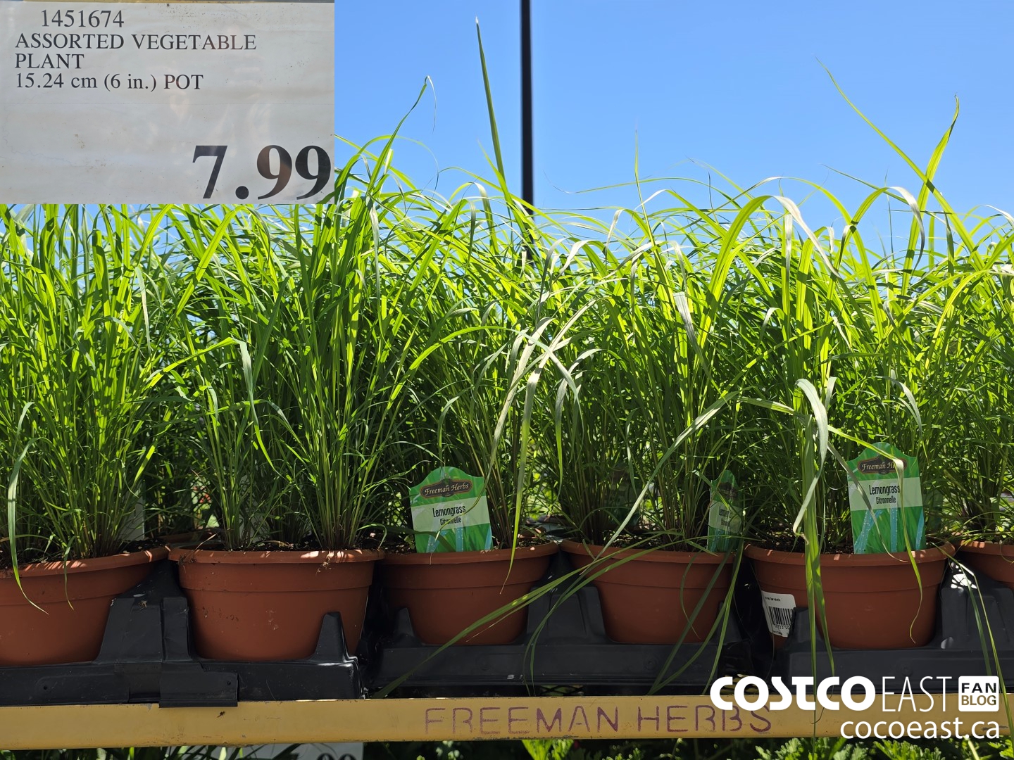 1451674 ASSORTED VEGETABLE PLANT 15.24 CM (6 IN.) POT $7.99