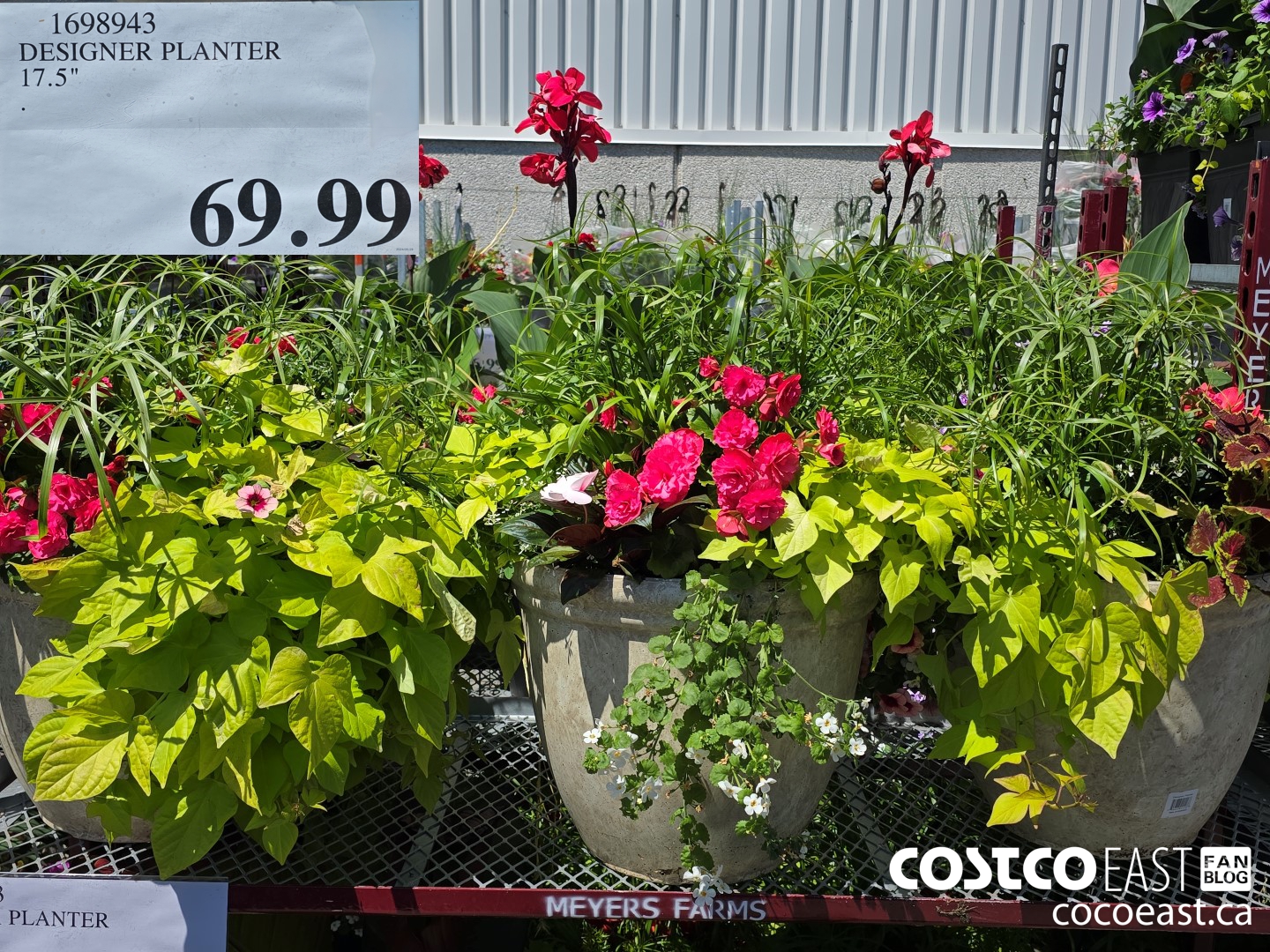 1698943 DESIGNER PLANTER 17.5