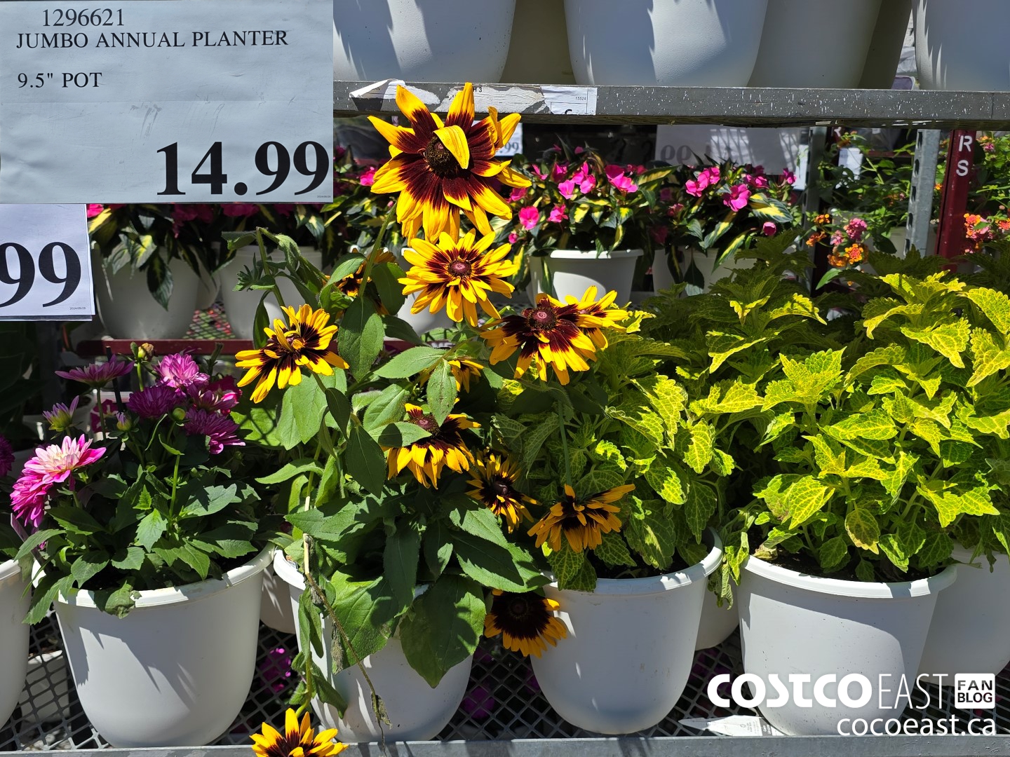 1296621 JUMBO ANNUAL PLANTER 9.5