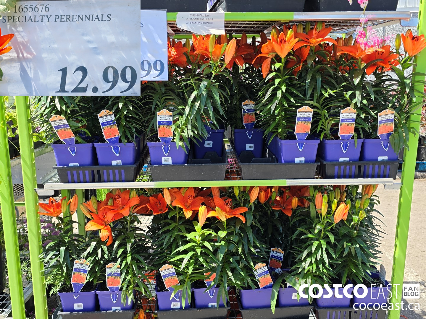 1655676 SPECIALTY PERENNIALS $12.99