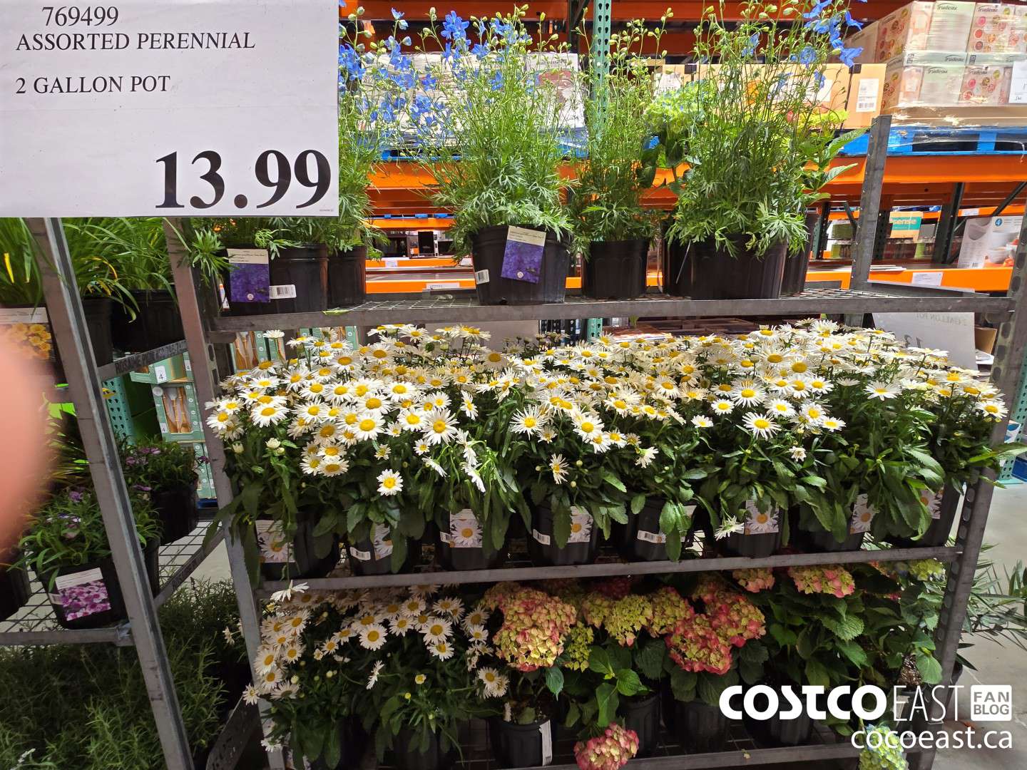 769499 ASSORTED PERENNIAL 2 GALLON POT  $13.99