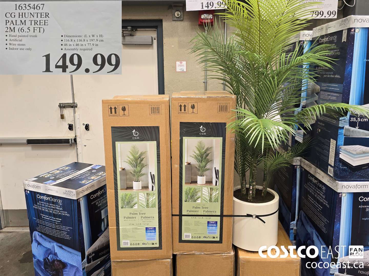1635467 CG HUNTER PALM TREE 2M (6.5 FT) $149.99