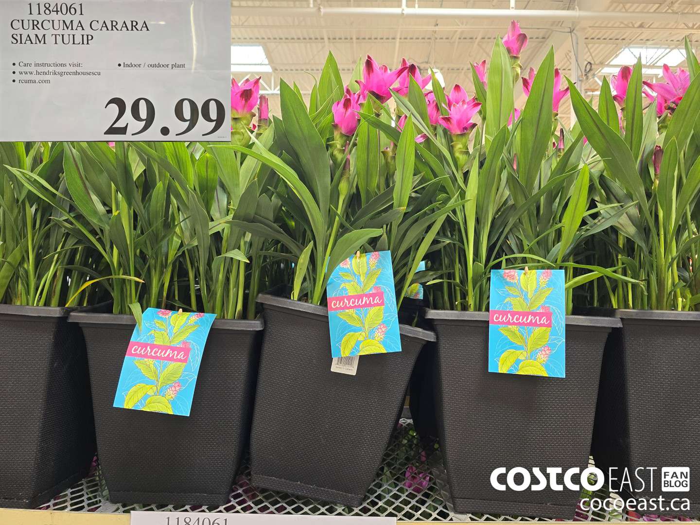 1184061 CURCUMA CARARA SIAM TULIP $29.99