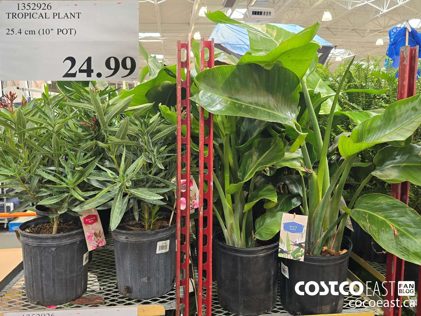 1352926 TROPICAL PLANT 25.4 CM (10