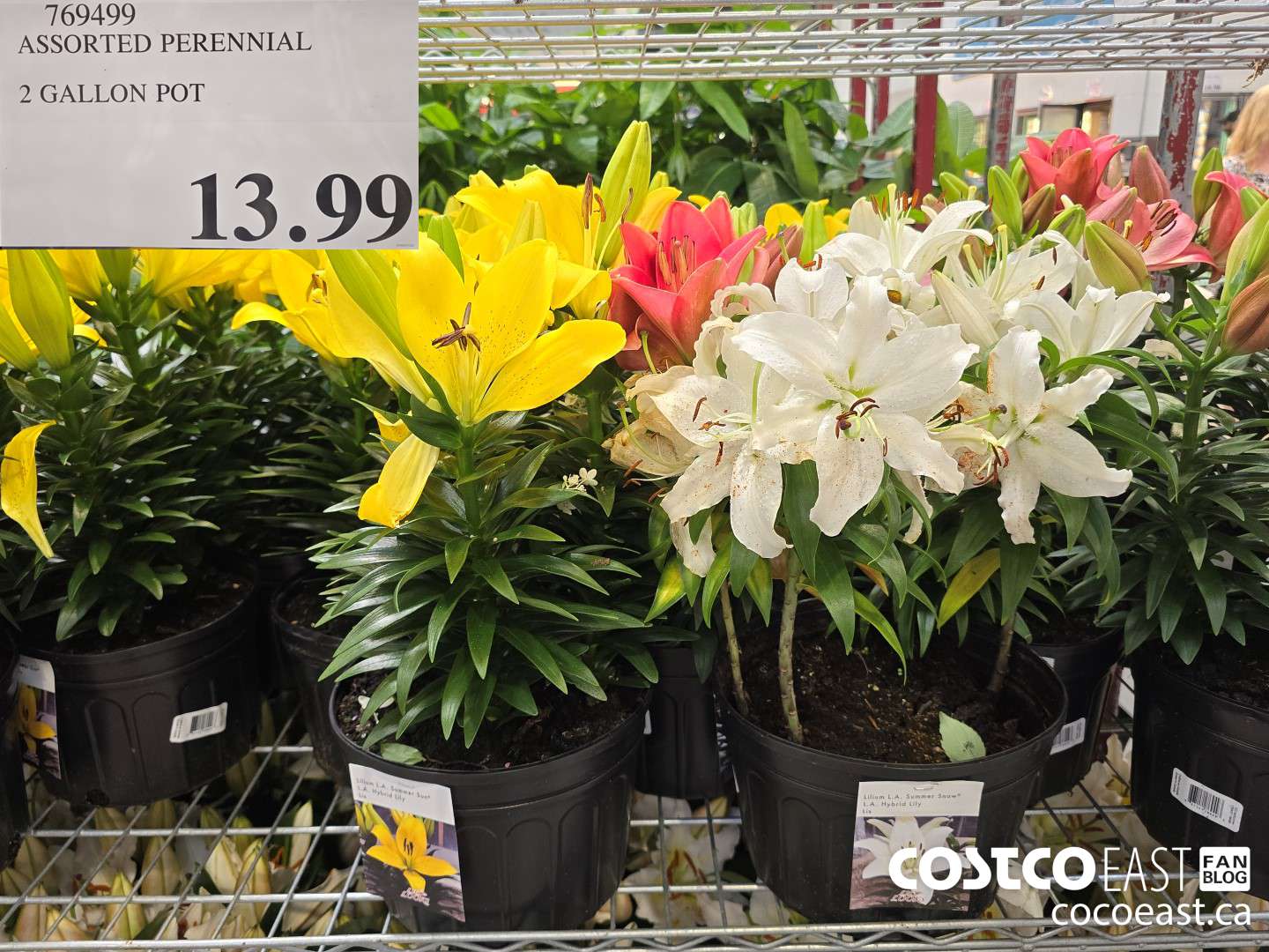 769499 ASSORTED PERENNIAL 2 GALLON POT $13.99