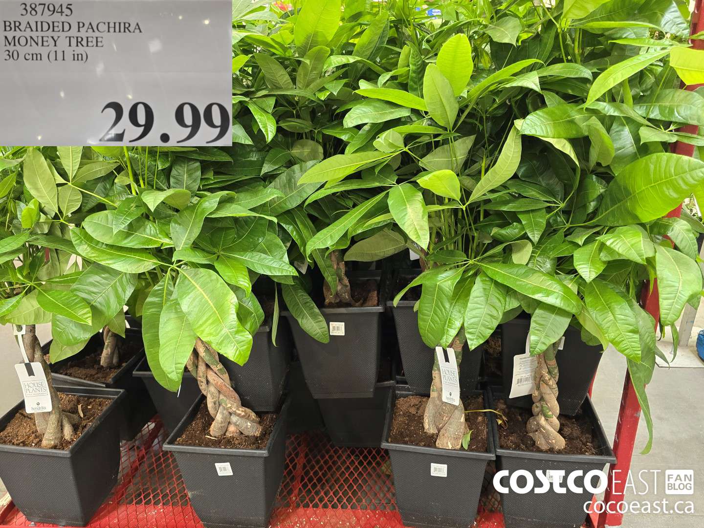 387945 BRAIDED PACHIRA MONEY TREE 30 CM (11 IN) $29.99