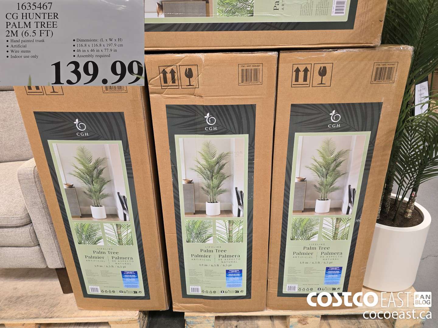 1635467 CG HUNTER PALM TREE 2M (6.5 FT) $139.99