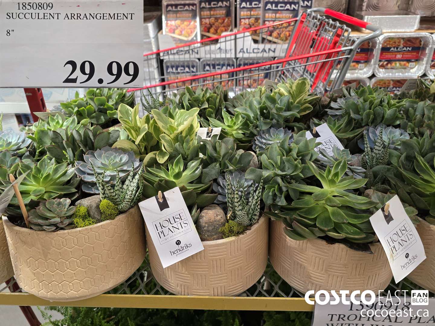 1850809 SUCCULENT ARRANGEMENT $29.99