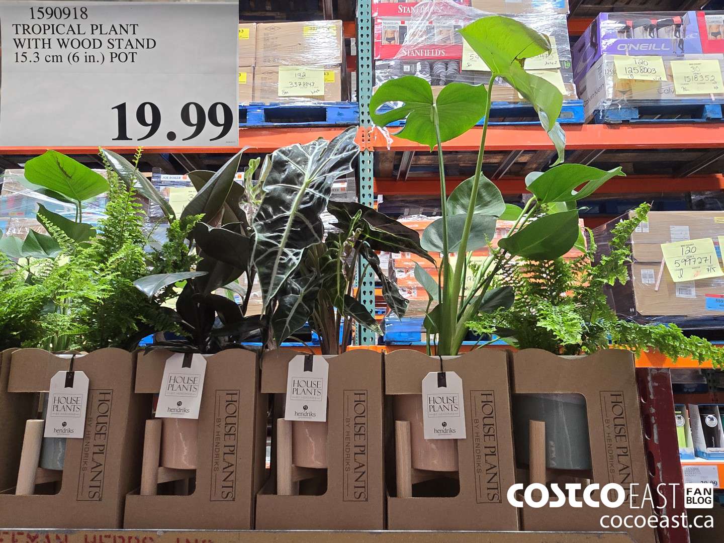 1590918 TROPICAL PLANT ~ WITH WOOD STAND 15.3 CM (6 in) pot  $19.99