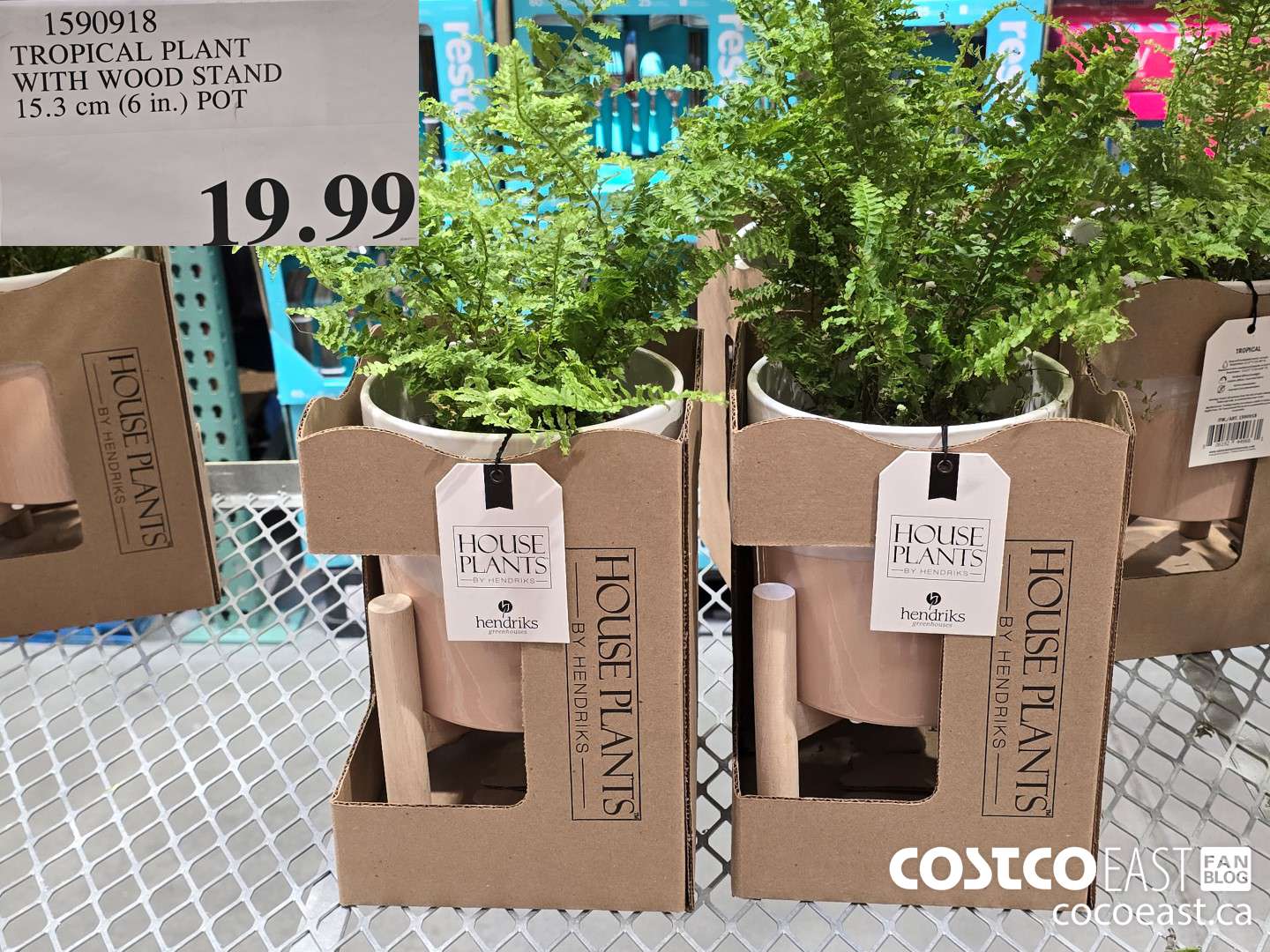 1590918 TROPICAL PLANT ~ WITH WOOD STAND 15.3 CM (6 in) pot $19.99