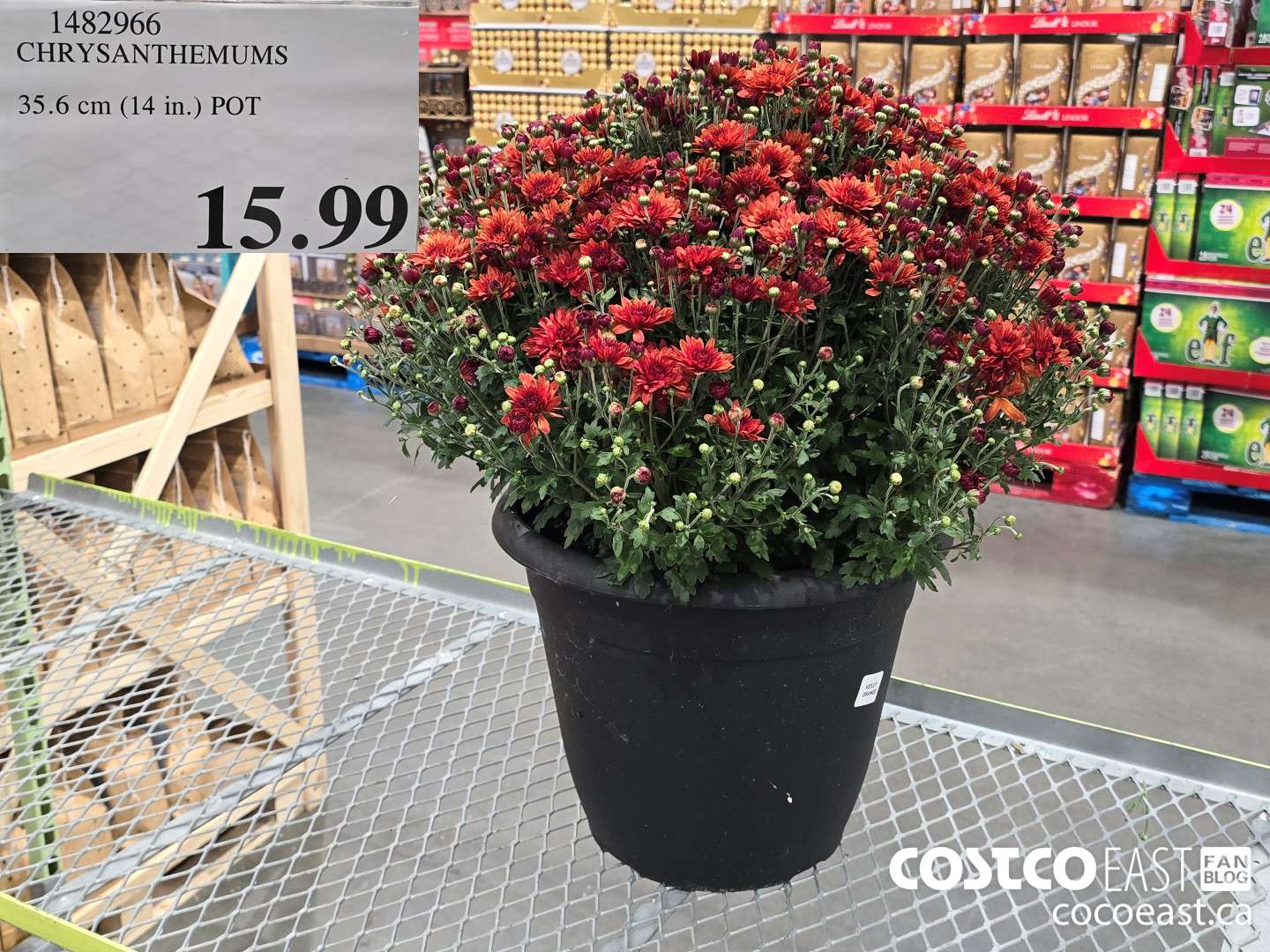 1482966 CHRYSANTHEMUMS 35.6 CM (14 IN.) POT $15.99