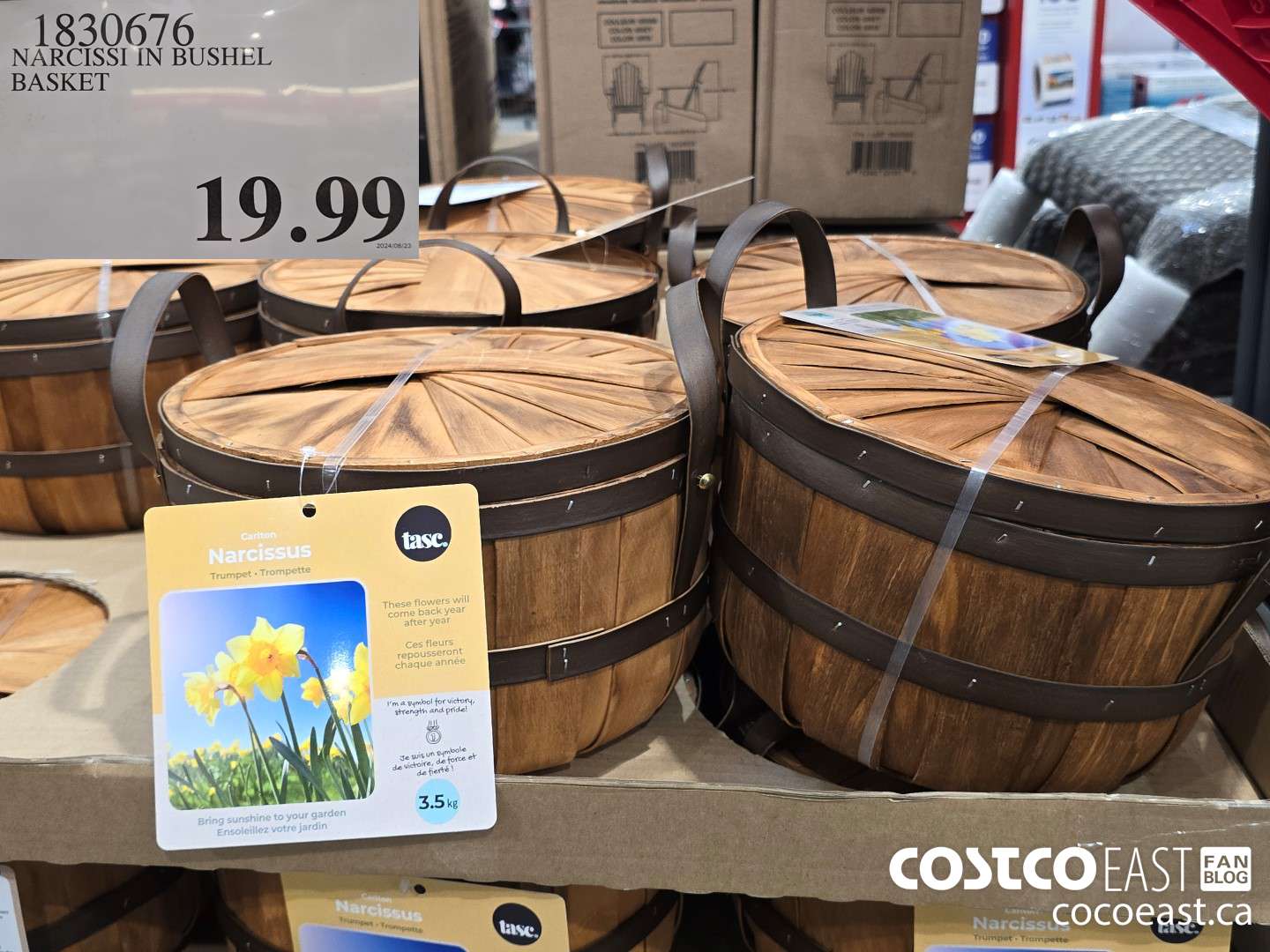 1830676 NARCISSI IN BUSHEL BASKET $19.99