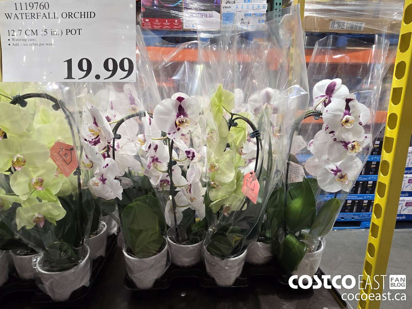 1119760 WATERFALL ORCHID 12.7 CM (5 in.) POT $19.99