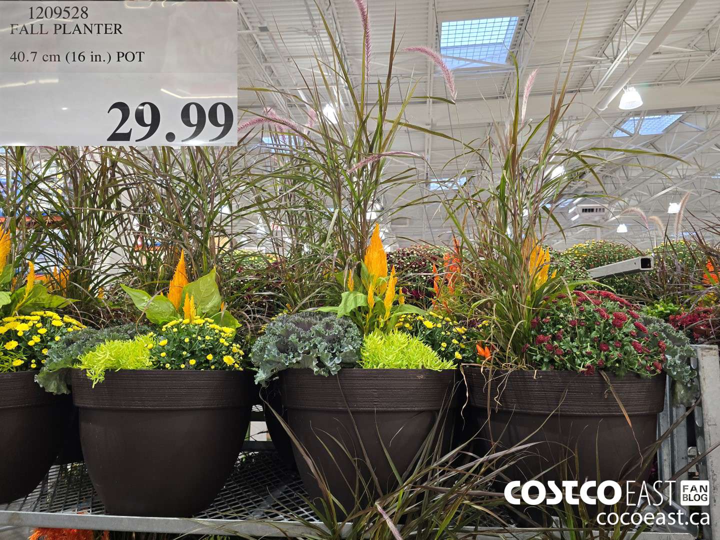 1209528 FALL PLANTER 4.7 CM (16 IN.) POT $29.99