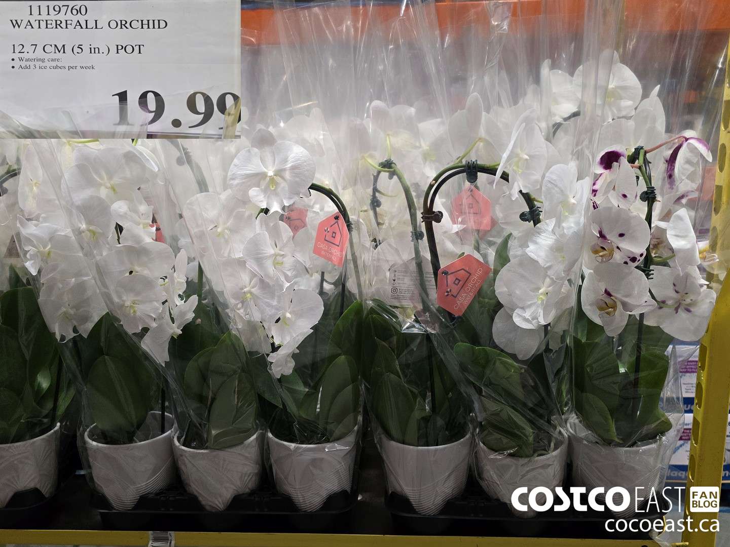 1119760 WATERFALL ORCHID 12.7 CM (5 in.) POT $19.99