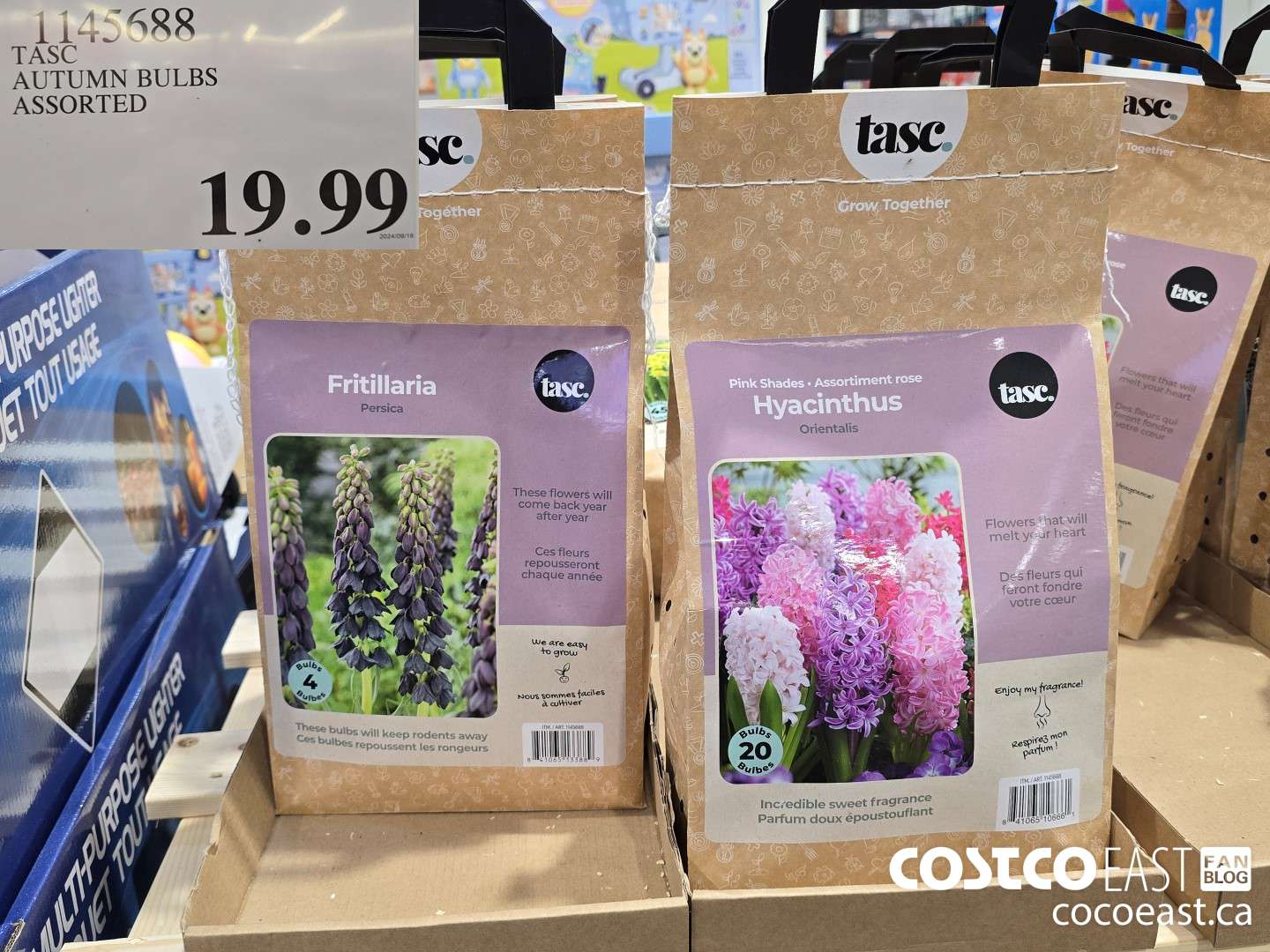 1145688 TASC AUTUMN BULBS ASSORTED $19.99