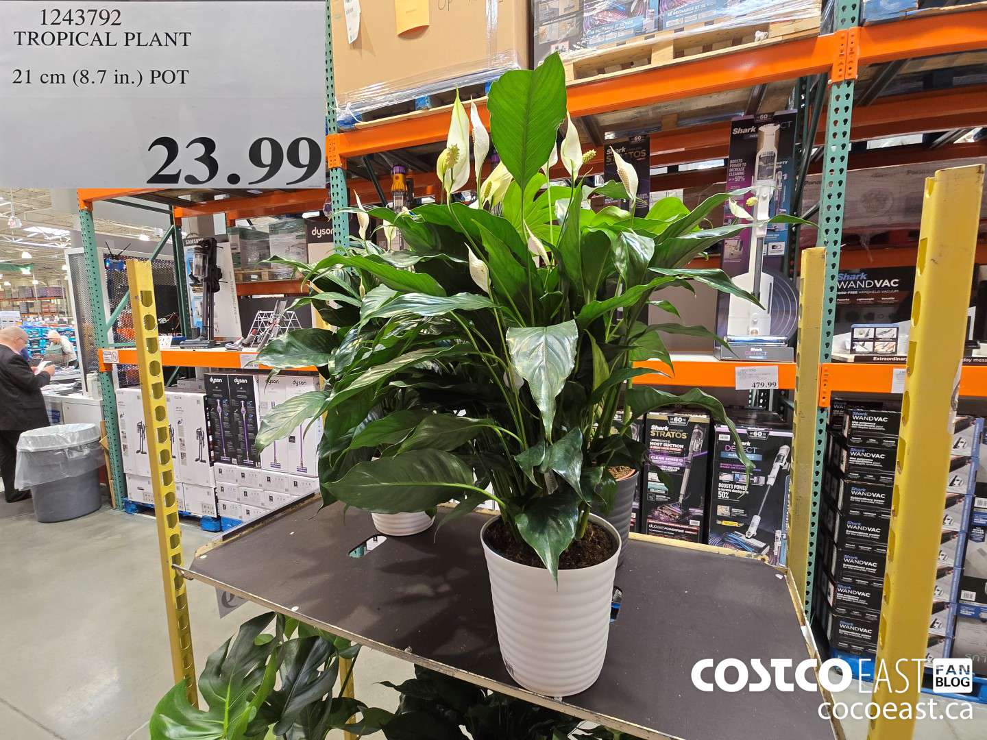 1243792 TROPICAL PLANT 21CM 98.7 in) POT $23.99
