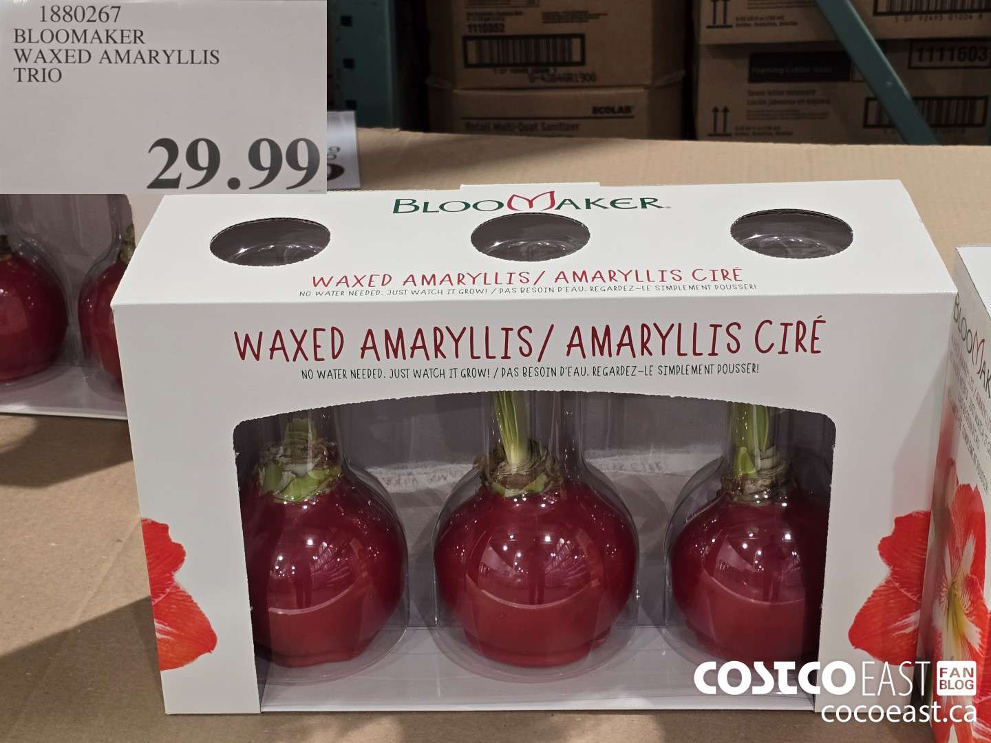 1880267 BLOOMAKER WAXED AMARYLLIS TRIO $29.99