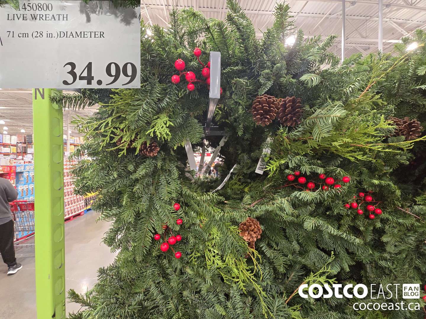 1450800 LIVE WREATH 71 cm (28 in.)DIAMETER $34.99