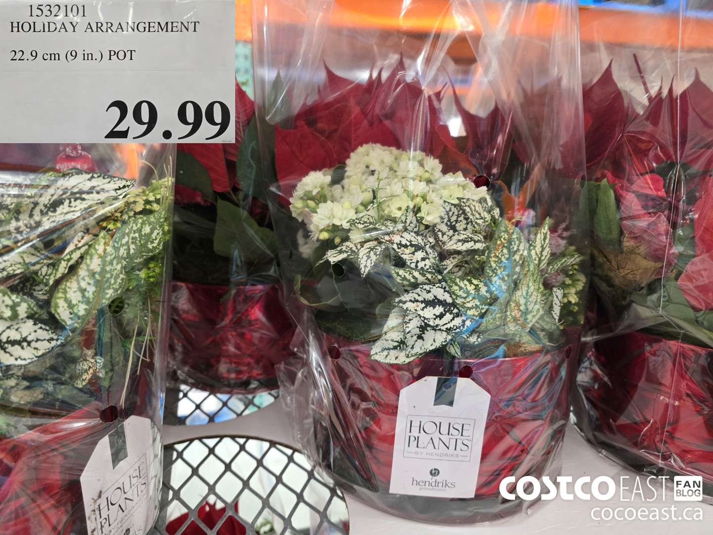 1532101 HOLIDAY ARRANGEMENT 22.9 cm (9 in.) POT $29.99