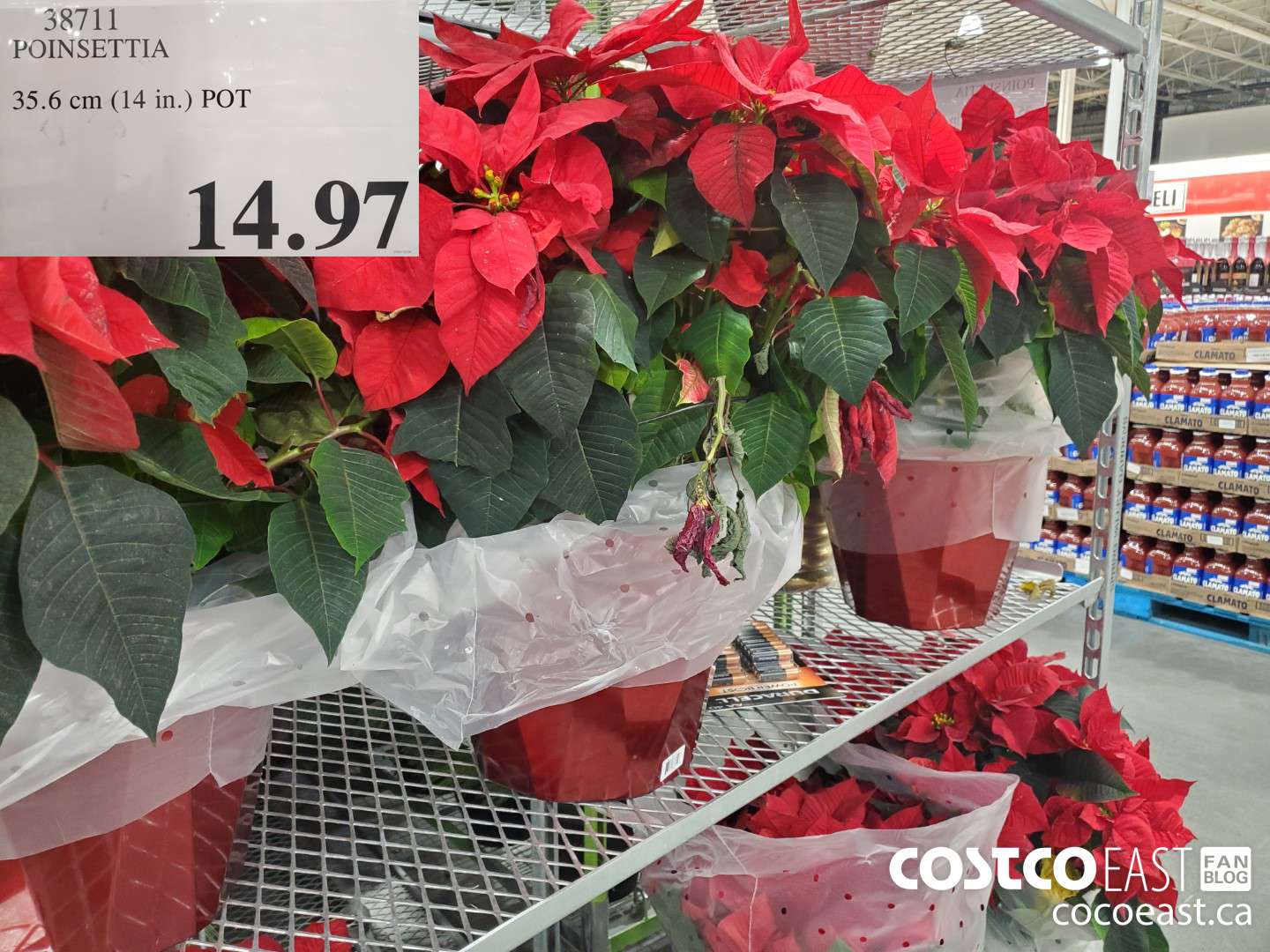 38711 POINSETTIA 35.6 CM (14