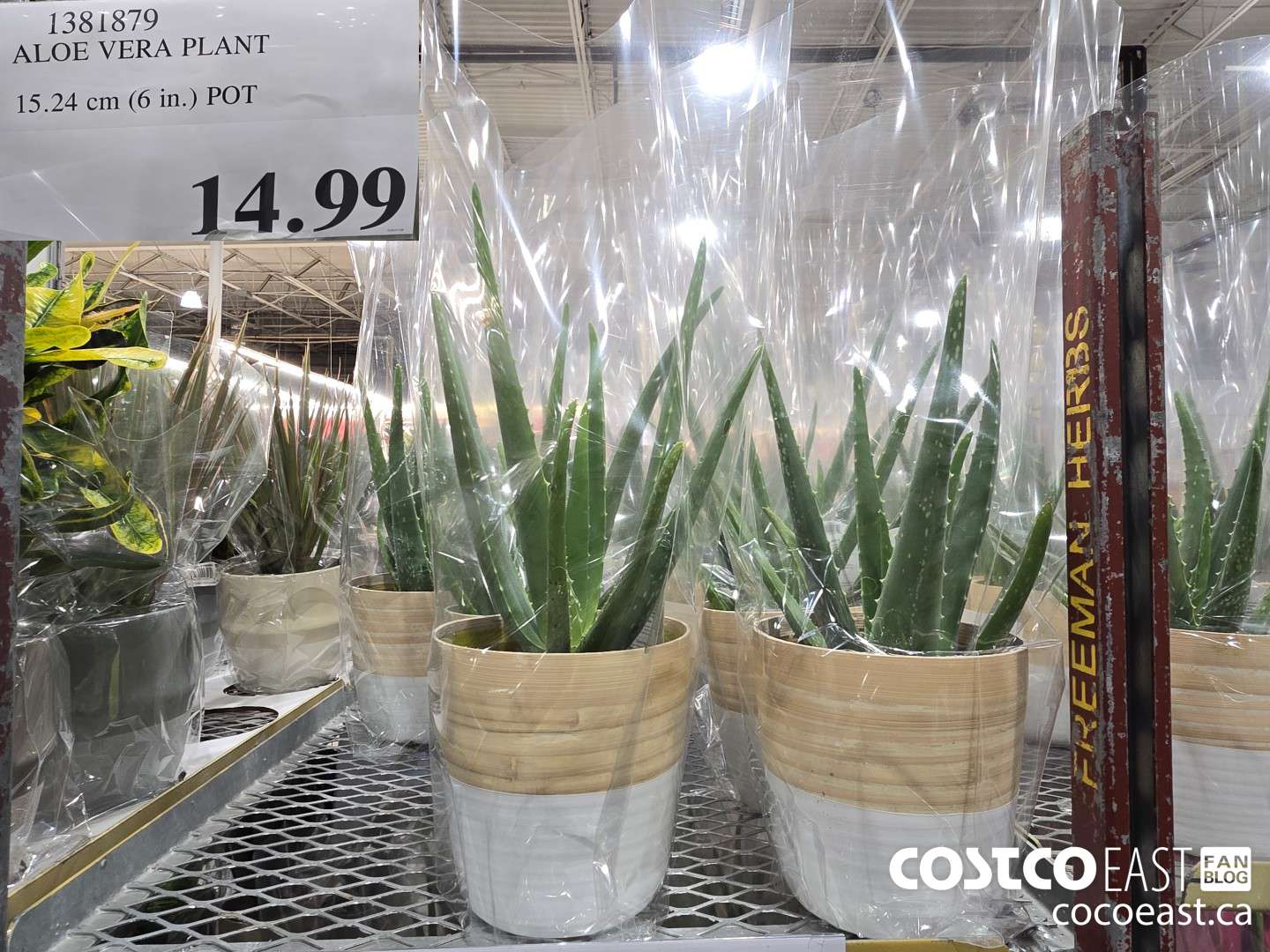 1381879 ALOE VERA PLANT 15.24 CM (6 IN. POT) $14.99