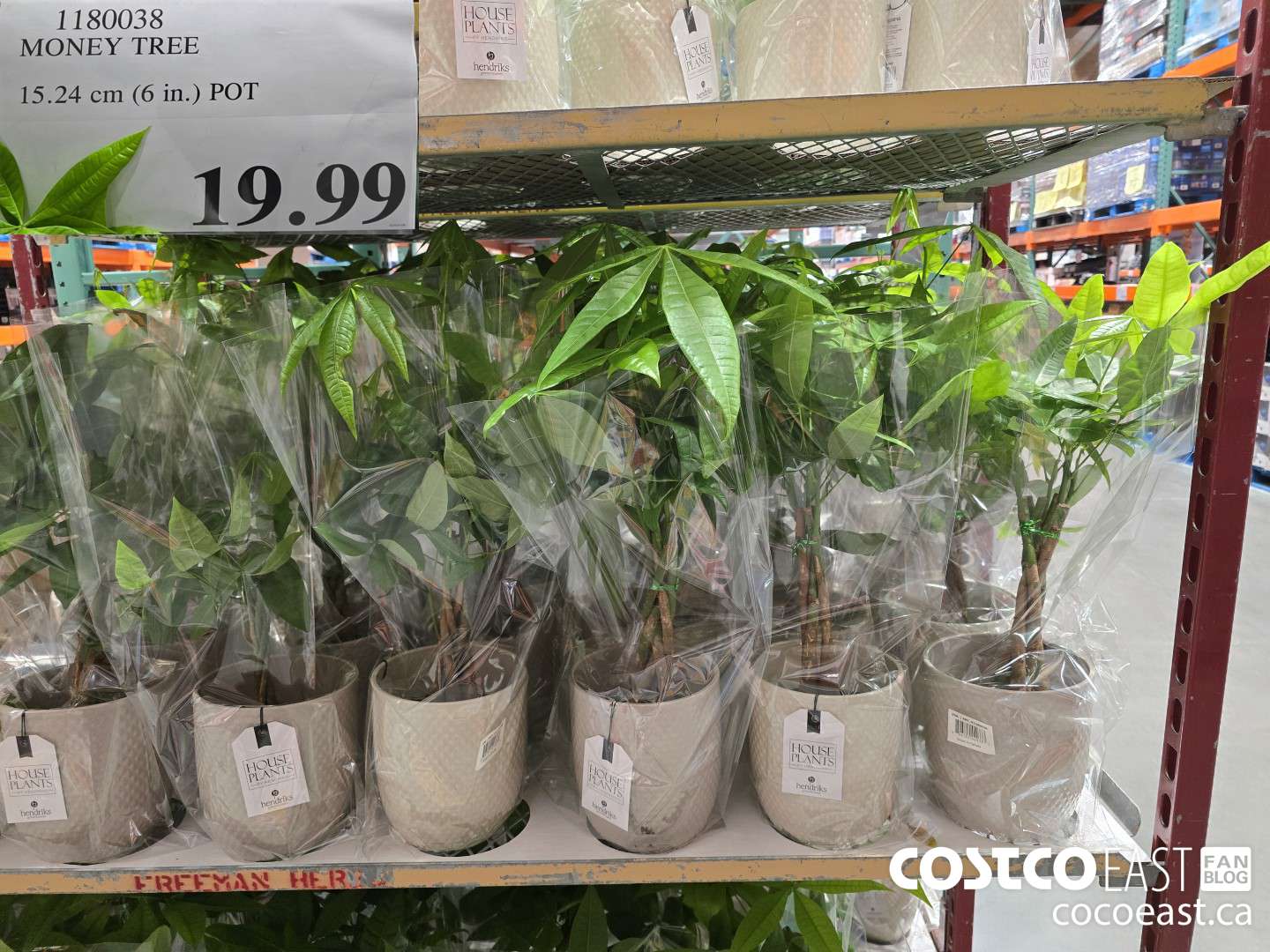 1180038 MONEY TREE 15.24 cm (6 in.) POT $19.99