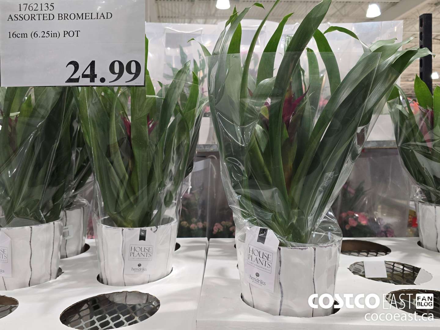 1762135 ASSORTED BROMELIAD 16cm (6.25in) POT $24.99