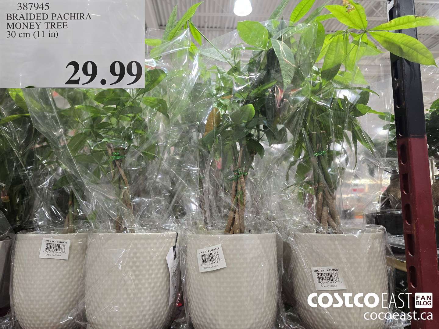 387945 BRAIDED PACHIRA MONEY TREE 30 CM (11 IN) $29.99